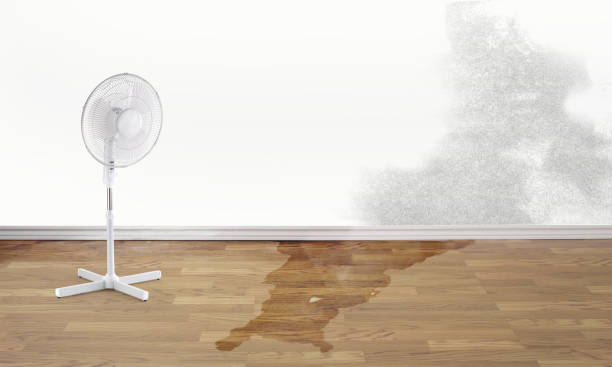 Best Professional water damage repair  in Ammon, ID